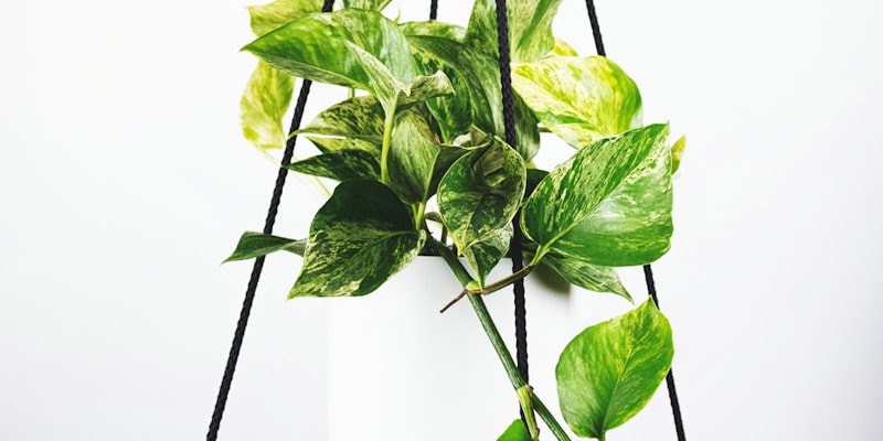 欧冠决赛赛后战报，球员在场上庆祝夺冠